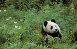 Giant Panda year old male, Wolong Valley, Himalayas, China