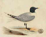 Meyer Shorebirds I