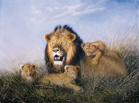 Lion with Lionets