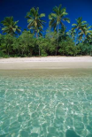 Tropical scene with palm trees, Uoleva Island, Haapai Group, Tonga