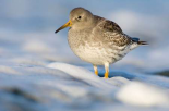 Purple Sandpiper standing in the foam of the surf, Den Helder, Netherlands