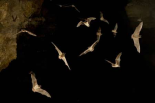 Brazilian Free-tailed Bat group emerging from James Eckert River Bat Cave at dusk, Texas