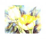 Yellow Tulips