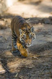 Tiger cub, native to Asia