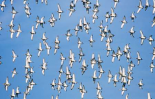 Black-tailed Godwit flock flying overhead, Europe
