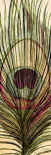 Peacock Feather I