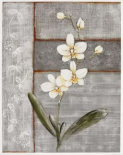 Orchid Shimmer I