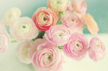 Blushing Blossoms