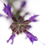 Salvia officinalis