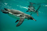 Galapagos Penguins diving, Bartolome Island, Galapagos Islands, Ecuador