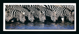 Zebre
