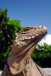 Green Iguana sunbathing