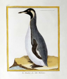 A Penguin, Falkland Islands
