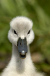 Mute Swan cygnet, head, Oxfordshire, England