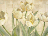 White Tulips on Ivory