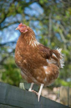 Domestic Chicken, free-range hen, standing on fence, Kent, England