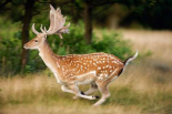 Fallow Deerbuck running, Walcheren Zeeland, Netherlands