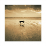 Dog on the Beach, West Wittering