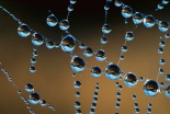 Raindrops on a spider web, New Zealand