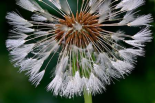 Dandelion seedhead