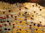 Lotus Pond