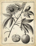 Passiflora I