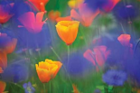 Tulipia