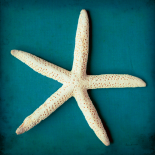 Sea Star II