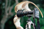Black-faced Vervet Monkeys playing on camera and tripod, Barbados