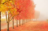 Fall Trees in the Mist