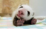 Giant Panda baby stretching, Wolong Nature Reserve, China