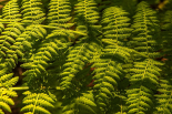 Ferns I
