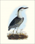 Night Heron