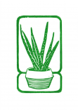 Aloe