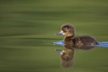 Tufted Duck young, swimming on lake, Bambois, Belgium