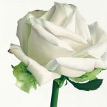 White Rose I