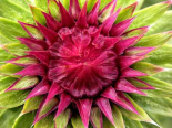 Musk Thistle bud, Vajta, Hungary