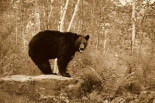 Black Bear adult, standing on rock in woodland, Minnesota