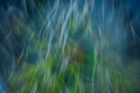 Shock Blues