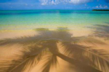Palm Shadow Paradise