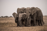 Elephant Family