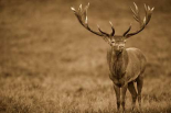 Red Deer stag in autumn rutting season, Denmark