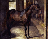 Anglo-Arabian Stallion In The Imperial Stables at Versailles