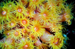 Orange Cup Coral, Red Sea, Egypt