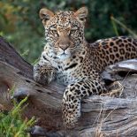 Leopard resting, Botswana