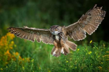Eagle Owl landing, Netherlands