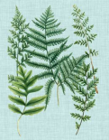 Spa Ferns I