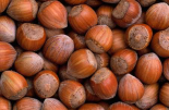 Hazelnut Europe
