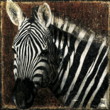 Portrait de zebre